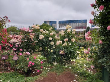 京成バラ園に投稿された画像（2023/5/20）