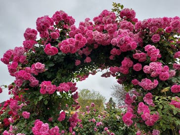 京成バラ園に投稿された画像（2023/5/20）