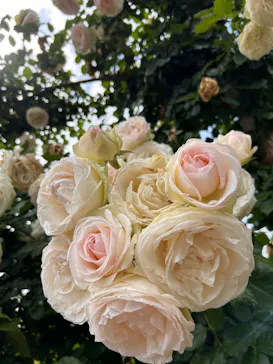 ひらかたパークに投稿された画像（2023/5/20）