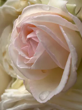 ひらかたパークに投稿された画像（2023/5/20）