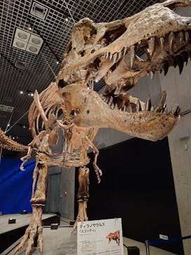 特別展「恐竜博2023」に投稿された画像（2023/5/20）