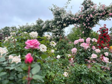 京成バラ園に投稿された画像（2023/5/20）