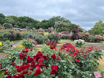 京成バラ園に投稿された画像（2023/5/20）