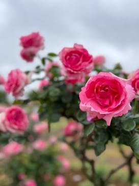 京成バラ園に投稿された画像（2023/5/20）