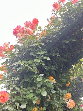 京成バラ園に投稿された画像（2023/5/20）