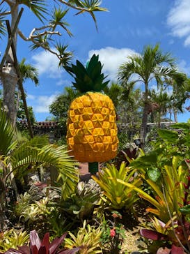 ナゴパイナップルパークに投稿された画像（2023/5/20）