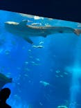 沖縄美ら海水族館に投稿された画像（2023/5/21）