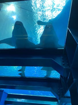 沖縄美ら海水族館に投稿された画像（2023/5/20）