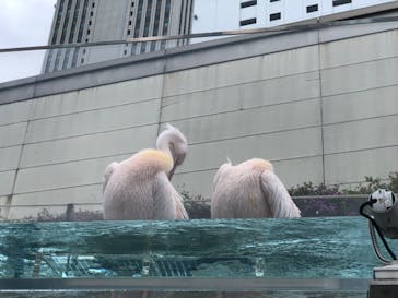 サンシャイン水族館に投稿された画像（2023/5/20）