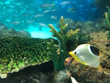 サンシャイン水族館に投稿された画像（2023/5/20）