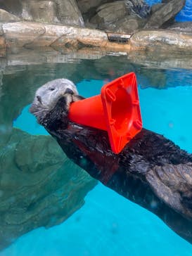 マリンワールド海の中道に投稿された画像（2023/5/21）