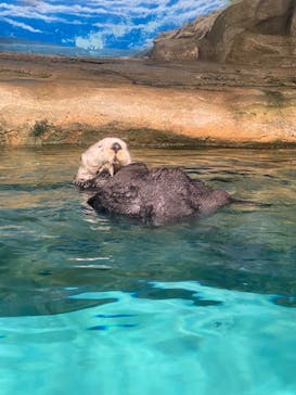 マリンワールド海の中道に投稿された画像（2023/5/21）