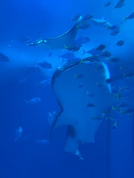 沖縄美ら海水族館に投稿された画像（2023/5/21）