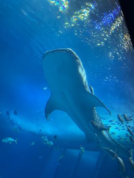 沖縄美ら海水族館に投稿された画像（2023/5/21）