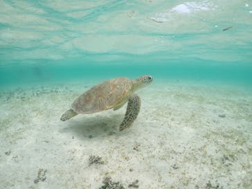 タビワク　宮古島に投稿された画像（2023/5/21）