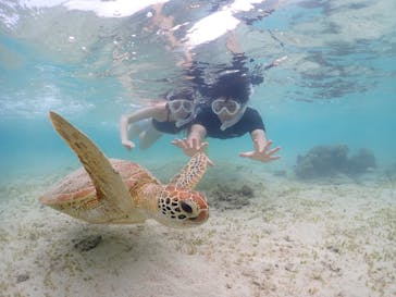 タビワク　宮古島に投稿された画像（2023/5/21）