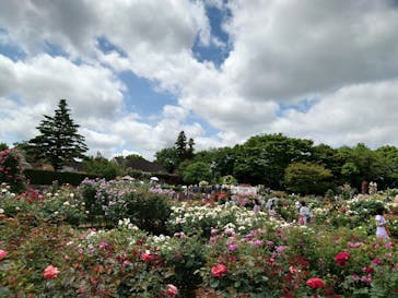京成バラ園に投稿された画像（2023/5/21）