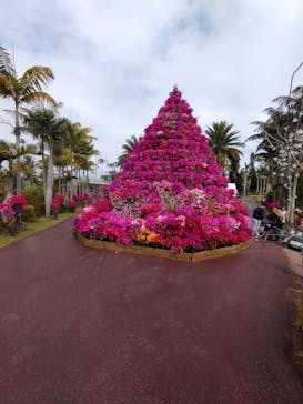 美らヤシパークオキナワ・東南植物楽園に投稿された画像（2023/5/21）