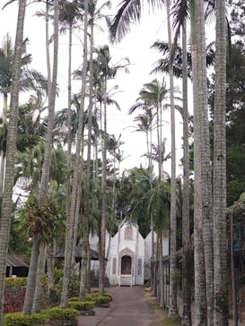 美らヤシパークオキナワ・東南植物楽園に投稿された画像（2023/5/21）