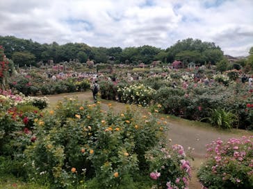 京成バラ園に投稿された画像（2023/5/21）