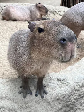 神戸どうぶつ王国に投稿された画像（2023/5/21）