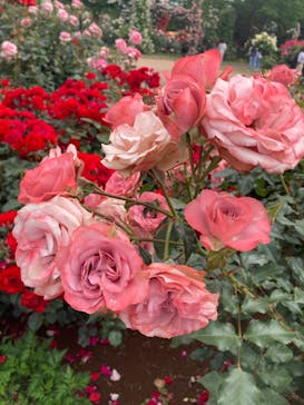 京成バラ園に投稿された画像（2023/5/21）