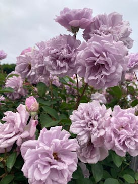 京成バラ園に投稿された画像（2023/5/21）