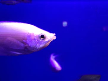 サンシャイン水族館に投稿された画像（2023/5/21）