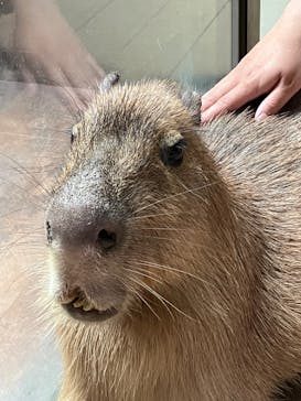 カワスイ 川崎⽔族館に投稿された画像（2023/5/21）