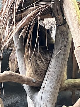 カワスイ 川崎⽔族館に投稿された画像（2023/5/21）
