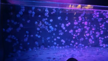 京都水族館に投稿された画像（2023/5/21）