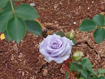 いばらきフラワーパークに投稿された画像（2023/5/21）