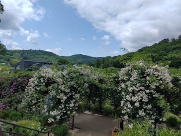 いばらきフラワーパークに投稿された画像（2023/5/21）