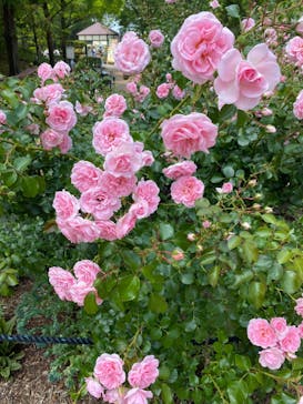 安城産業文化公園デンパークに投稿された画像（2023/5/21）