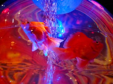 ネオパークオキナワに投稿された画像（2023/5/21）