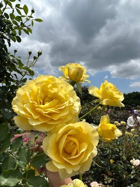 京成バラ園に投稿された画像（2023/5/21）