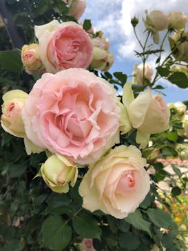 いばらきフラワーパークに投稿された画像（2023/5/21）