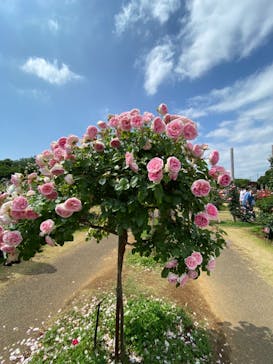 京成バラ園に投稿された画像（2023/5/21）