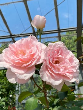 京成バラ園に投稿された画像（2023/5/21）