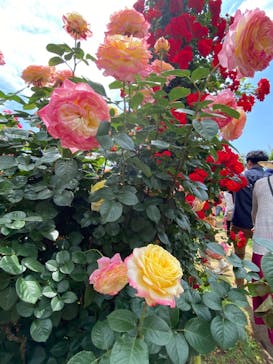 京成バラ園に投稿された画像（2023/5/21）