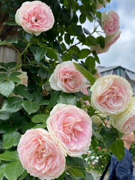 京成バラ園に投稿された画像（2023/5/21）