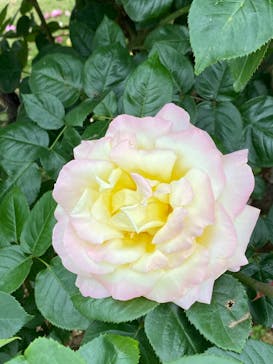 京成バラ園に投稿された画像（2023/5/21）