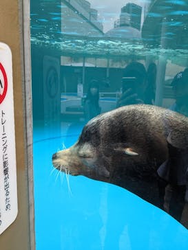 サンシャイン水族館に投稿された画像（2023/5/21）
