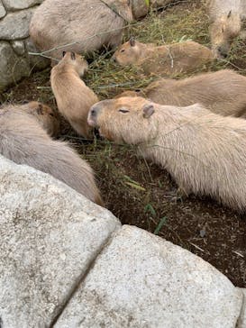 伊豆シャボテン動物公園に投稿された画像（2023/5/21）