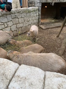 伊豆シャボテン動物公園に投稿された画像（2023/5/21）