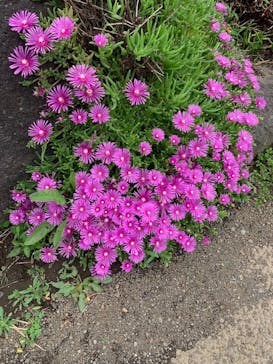 伊豆シャボテン動物公園に投稿された画像（2023/5/21）