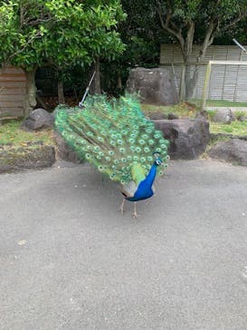 伊豆シャボテン動物公園に投稿された画像（2023/5/21）