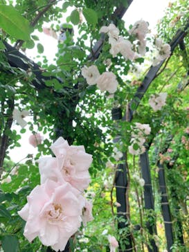 横浜イングリッシュガーデンに投稿された画像（2023/5/21）