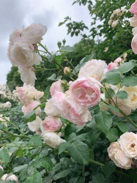 横浜イングリッシュガーデンに投稿された画像（2023/5/21）