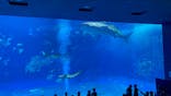 沖縄美ら海水族館に投稿された画像（2023/5/21）